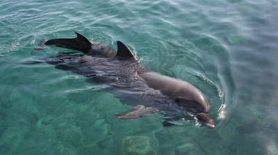 Un delfín y su pequeña cría