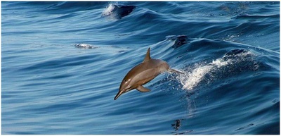 Un delfín jugando con su ola